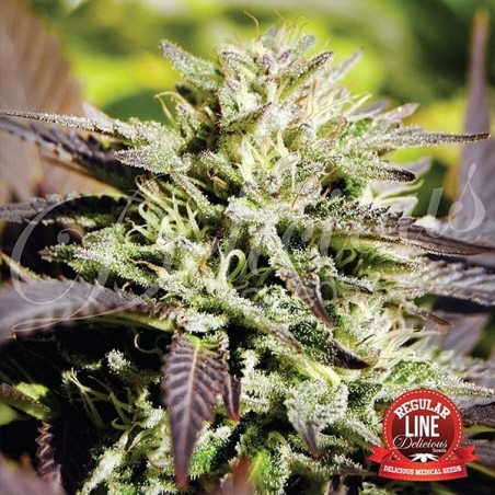 Caramelo regular planta de marihuana