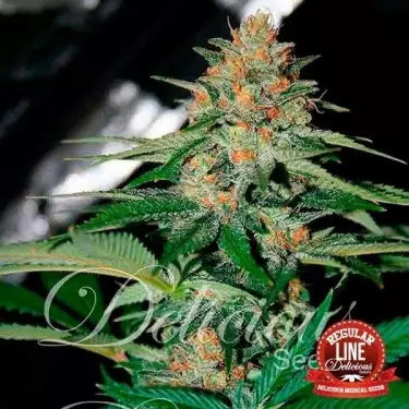 Delicious Candy Regular planta de marihuana