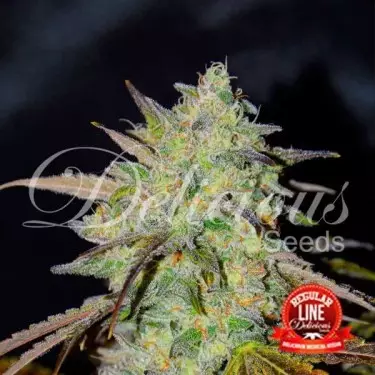Marmalate regular planta de marihuana