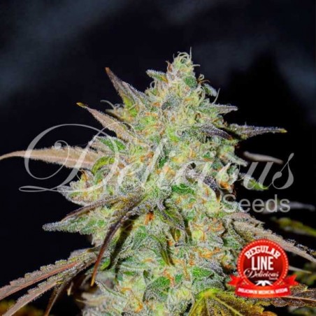 Marmalate regular planta de marihuana