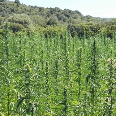 Visualizzazione KC Dora plantas de cáñamo