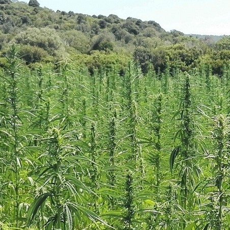 KC Dora plantas de cáñamo