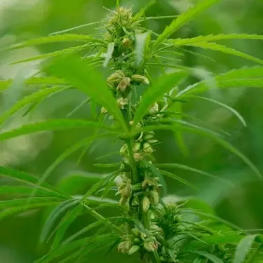 Santhica 70 planta de cáñamo