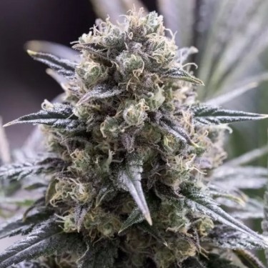 Visualizzazione Quick Dinamed CBD planta de marihuana