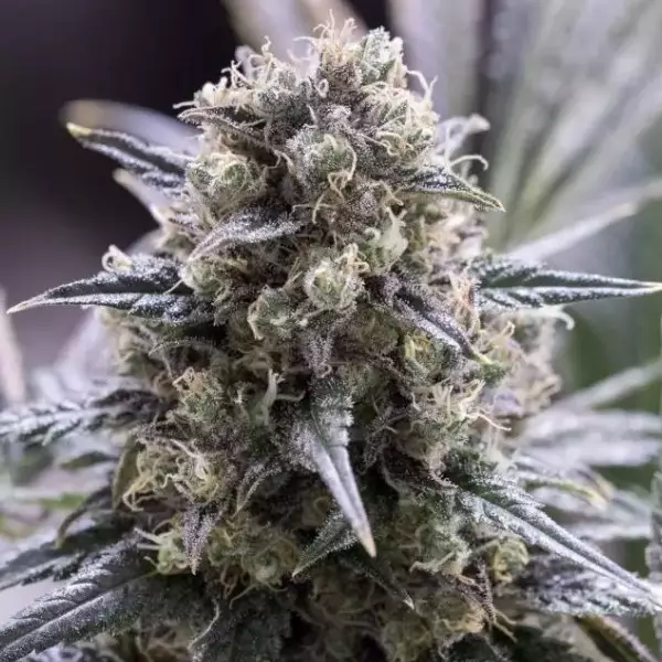 Visualizzazione Quick Dinamed CBD planta de marihuana