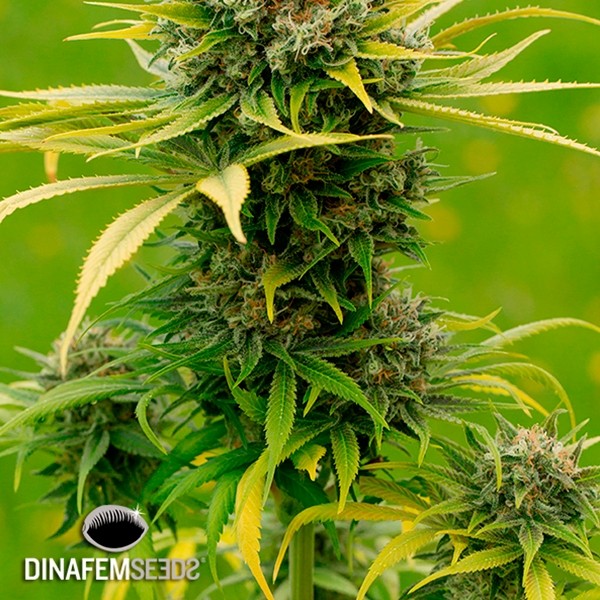 Visualizzazione Dinamed CBD Plus planta de marihuana