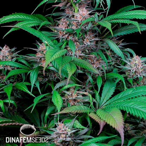 Visualizzazione Quick Kush planta de marihuana