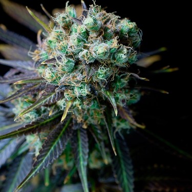 Visualizzazione Dinamed CBD planta de marihuana