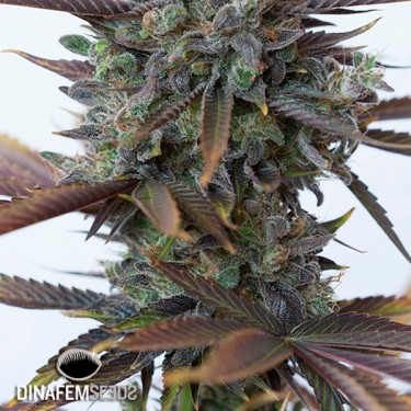 Visualizzazione Purple Orange CBD planta de marihuana