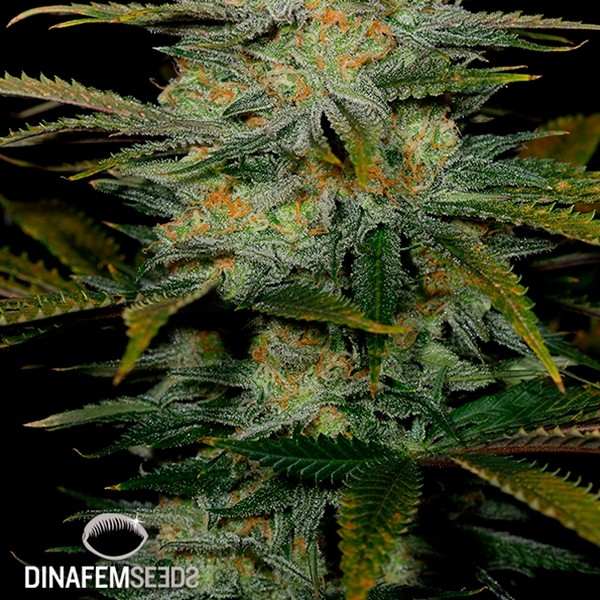 Visualizzazione Amnesia CBD planta de marihuana