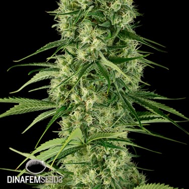Visualizzazione Santa Sativa planta de marihuana