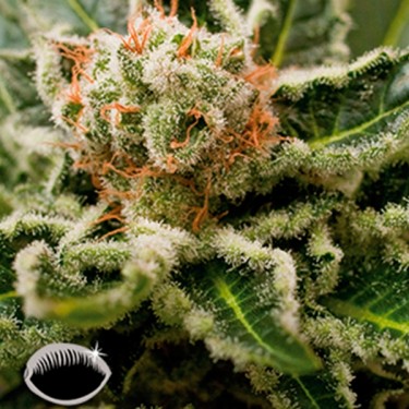 Visualizzazione Shark Attack planta de marihuana