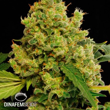 Visualizzazione Blue Hash planta de marihuana