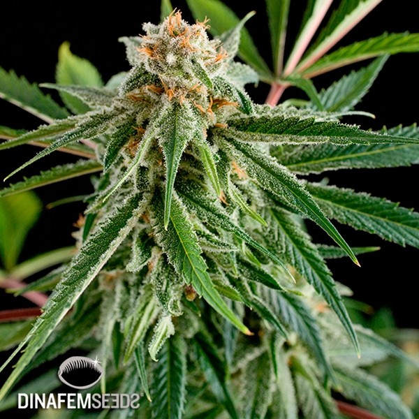 Visualizzazione Royale Haze planta de marihuana