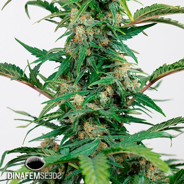 Visualizzazione Dinamed Autoflowering CBD planta de marihuana