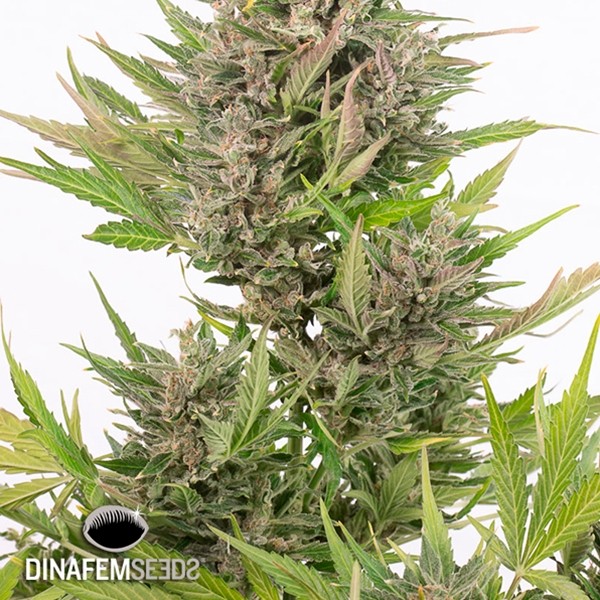 Visualizzazione Critical + Autoflowering CBD planta de marihuana