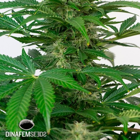 Pianta di marijuana Haze Autoflowering CBD