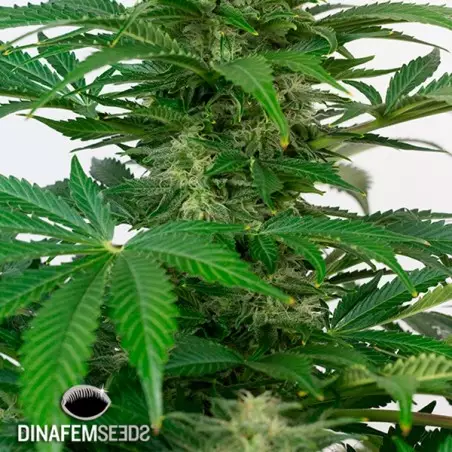 Pianta di marijuana Haze Autoflowering CBD