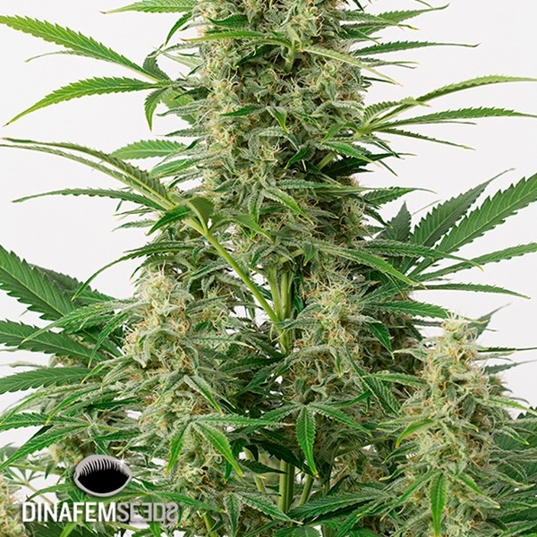 Visualizzazione Sour Diesel Autoflowering planta de marihuana