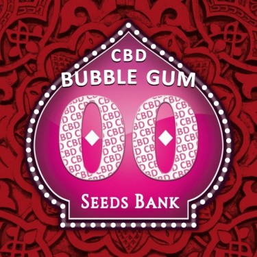 Bubble Gum CBD