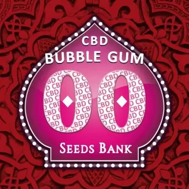 Bubble Gum CBD