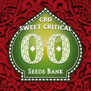 Sweet Critical CBD planta de marihuana