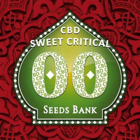 Sweet Critical CBD planta de marihuana