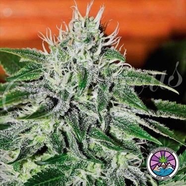 Critical Jack Herer