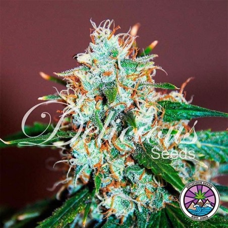 Planta de Critical Neville Haze