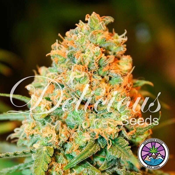 Visualizzazione Pianta di marijuana Critical Super Silver Haze