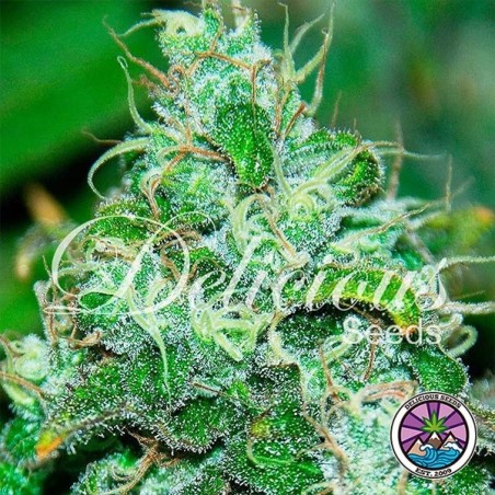 Fruity Chronic Juice planta de marihuana