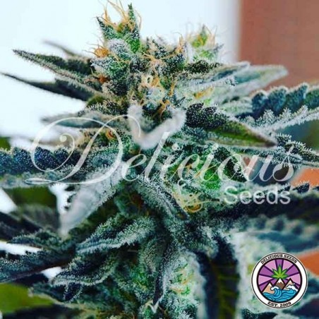 Sugar Black Rose