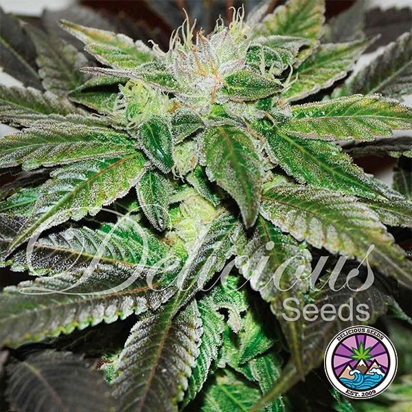 Visualizzazione Sugar Candy planta de marihuana