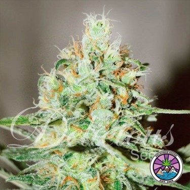 Visualizzazione Jägg Kush planta de marihuana