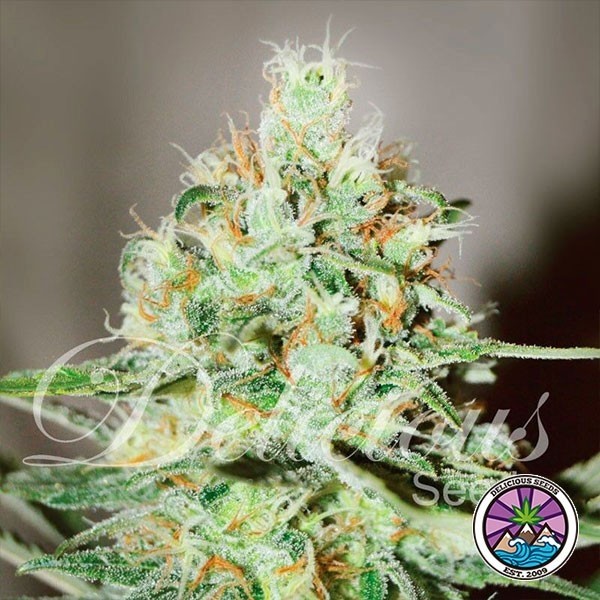 Visualizzazione Jägg Kush planta de marihuana