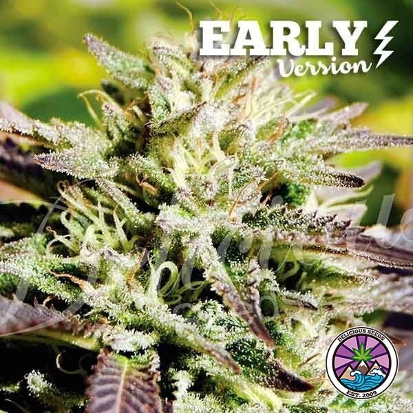 Visualizzazione Caramelo Early Version planta de marihuana