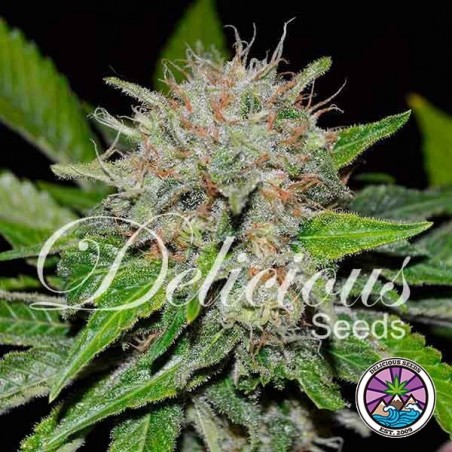 Deep Mandarine planta de marihuana