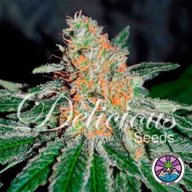 CBD Jam