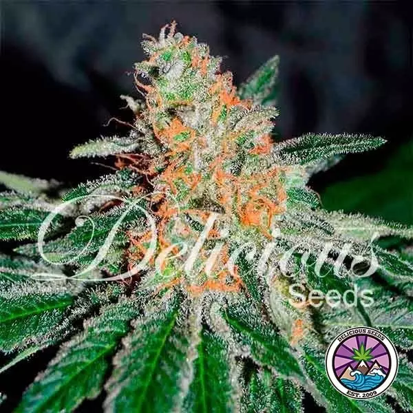 Visualizzazione CBD Jam planta de marihuana