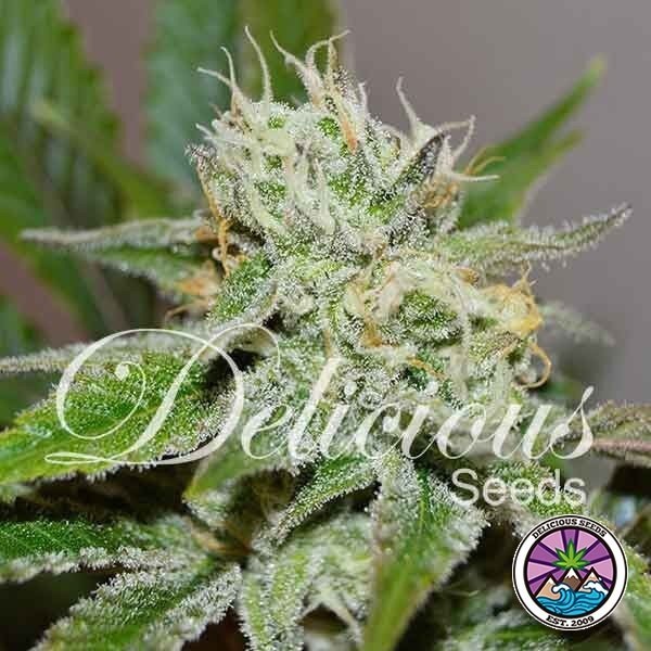 Visualizzazione Original Juan Herer planta de marihuana