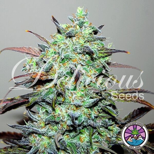 Visualizzazione Eleven Roses planta de marihuana