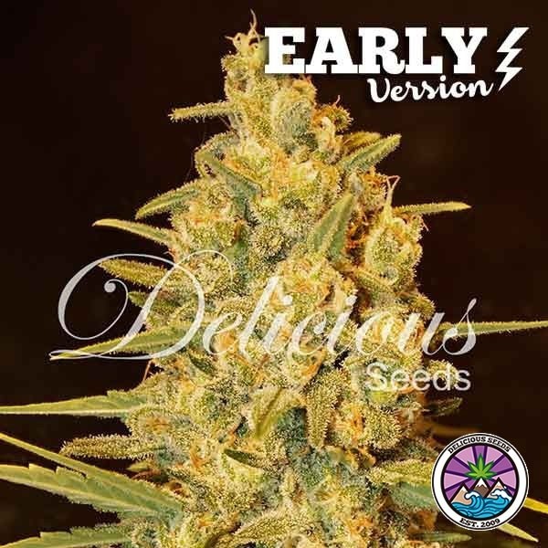 Visualizzazione Critical Sensi Star Early Version planta de marihuana