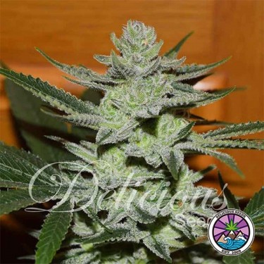 Visualizzazione Unknown Kush planta de marihuana