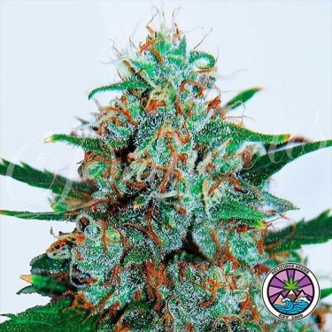 Critical Neville Haze Auto