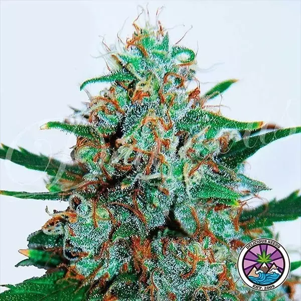 Visualizzazione Critical Neville Haze Auto planta de marihuana
