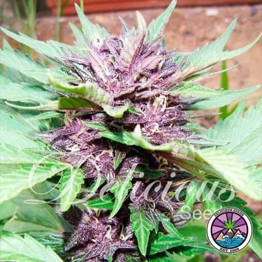 Visualizzazione Auto Dark Purple planta de marihuana