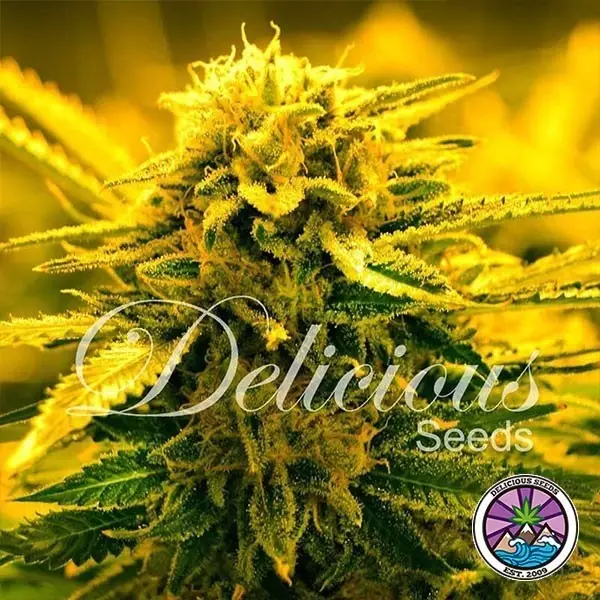 Visualizzazione Sugar Black Rose Auto planta de marihuana