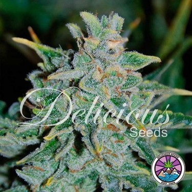 Northern Light Blue Auto
