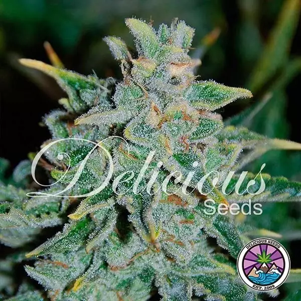 Visualizzazione Northern Light Blue Auto planta de marihuana