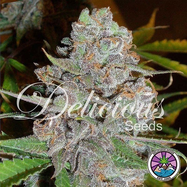 La Diva Auto planta de marihuana